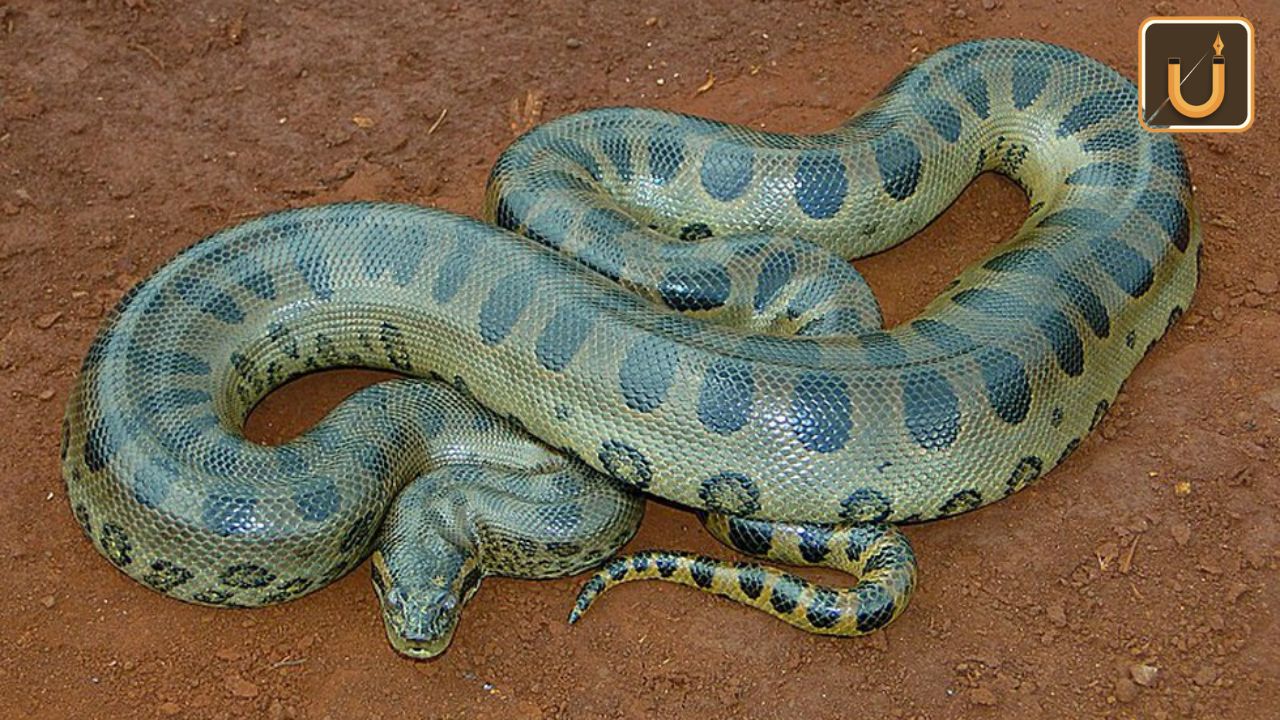 Usthadian Academy / Giant Anaconda Discovered In Amazon Rainforest | Usthadian Academy / Giant Anaconda Discovered In Amazon Rainforest